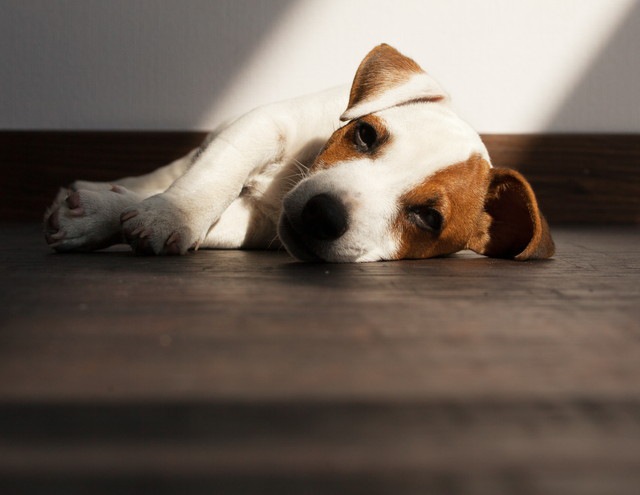犬が感電してしまう原因や症状、治療法から予防策まで