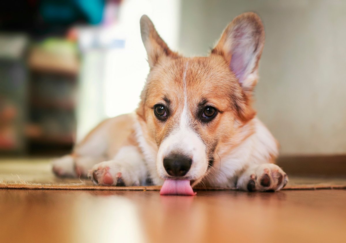 犬が家の床やカーペットを舐める心理5選！やめさせる方法を徹底解説