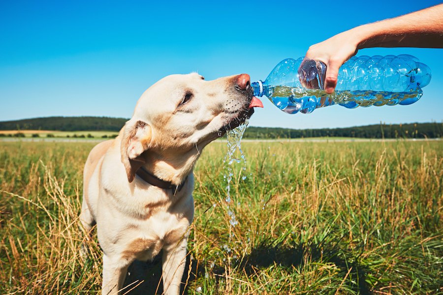 犬の自動給水器！種類やおすすめの自動給水器