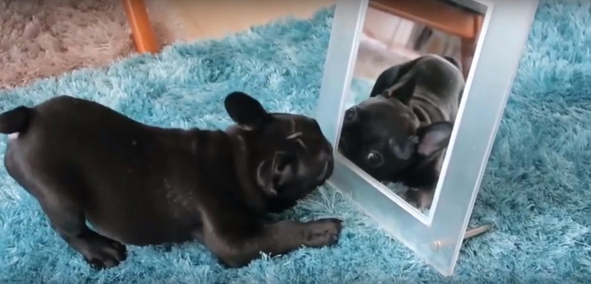 鏡で遊ぶする子犬のフレンチブルドッグ♡不思議そうにはしゃぐ姿に癒される