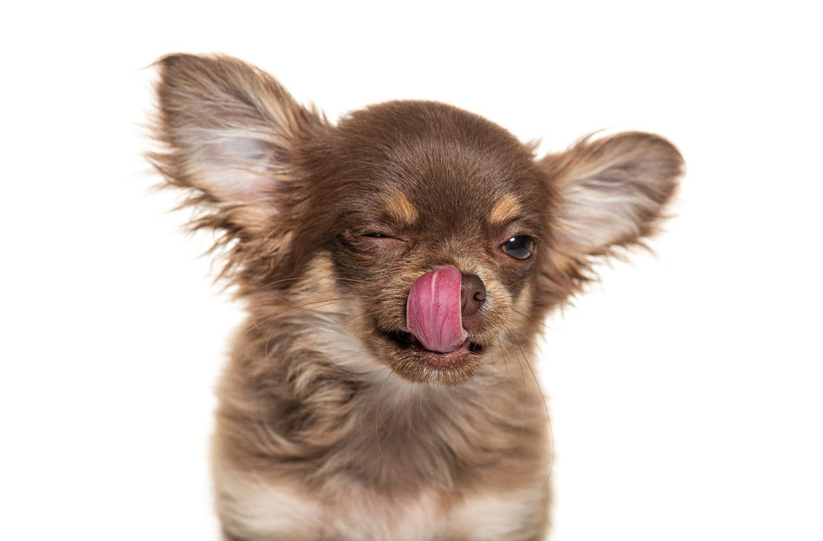犬が口の周りを舐めるのはなぜ？　その6つの心理や理由に「意外だった」「状況にあわせて理解しよう」