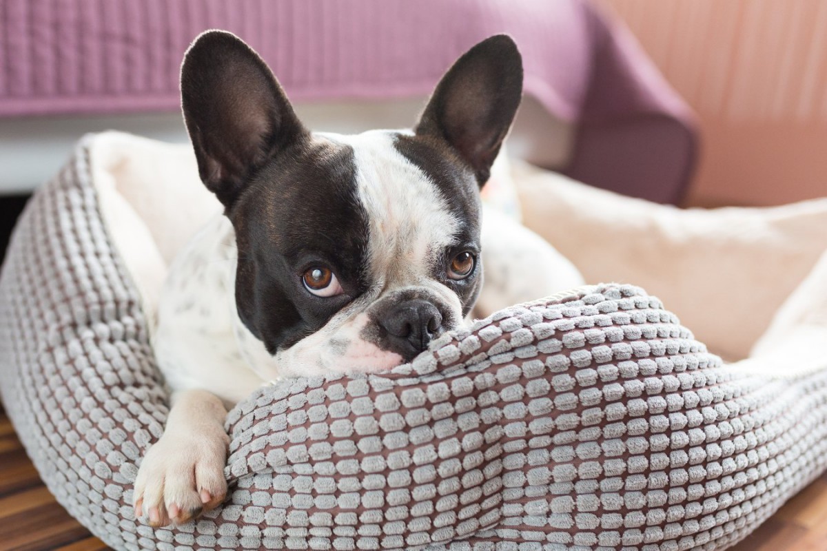 『体臭が強い犬種』５選！飼う時に気を付けるべきことやケア方法は？