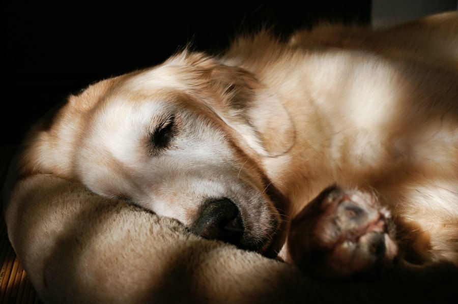 犬が寝たきりになった時、床ずれの防止と老犬の介護の方法について