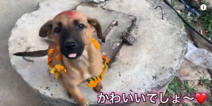 【犬の国ネパール】犬との絆を祝う『犬の日』とは？
