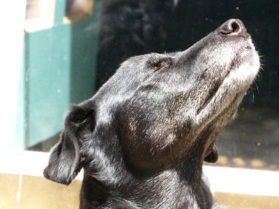 【恐るべし犬の嗅覚】犬は時間を匂いで感じ取ることができる！？