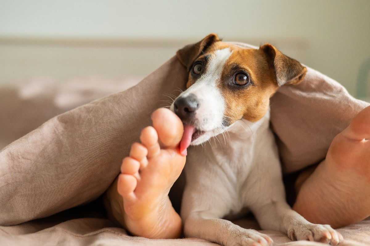 犬が足を舐めてくる心理とは？舐める部位ごとの意味、やめさせる方法を解説