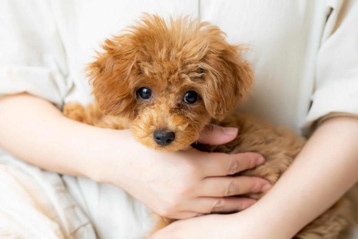 小型犬が注意すべき『5つの病気やケガ』 トイプーやチワワの飼い主が今日から始めるべき予防対策とは？