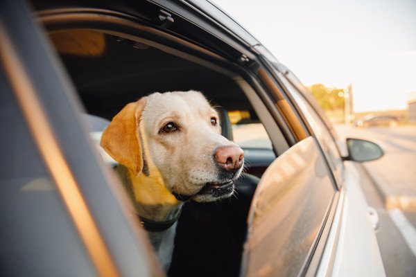 犬の車酔いを防ぐ対策は？原因や症状、酔ってしまった時の対処法