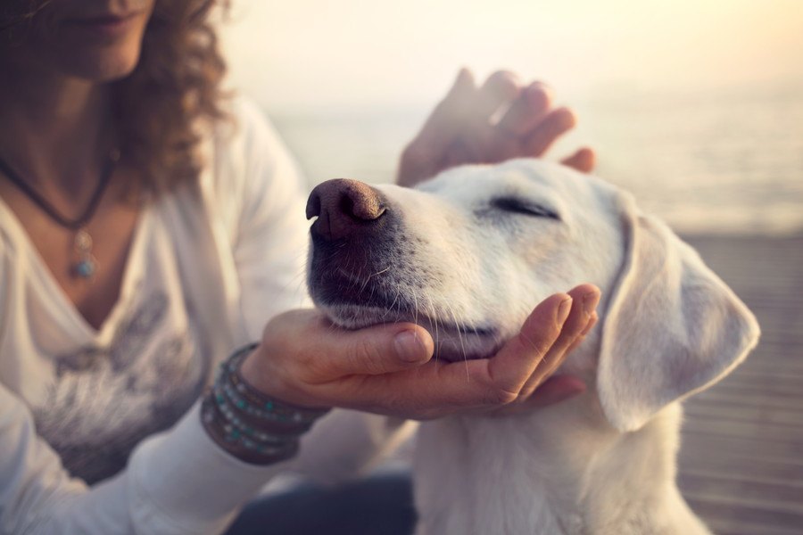 犬の体臭の対策３選！臭いの原因と食事について