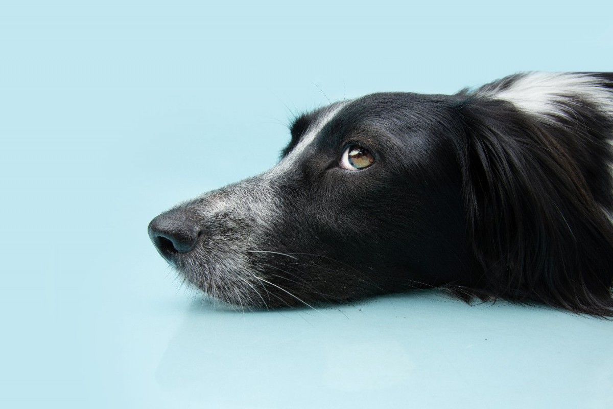 犬が飼い主から目をそらす時の心理とは？３つの理由を解説