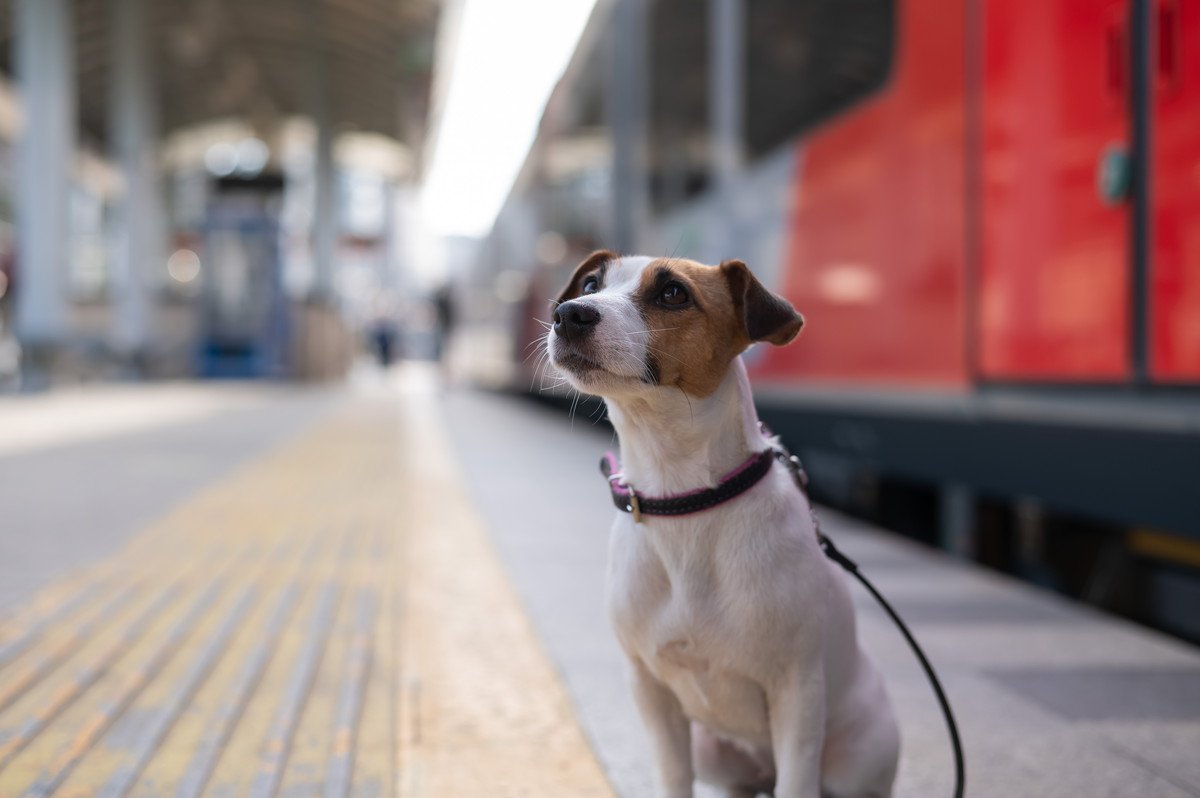 犬と電車やタクシーに乗る時に絶対やってはいけない行動5選！最低限のマナーと知識をしっかり備えて
