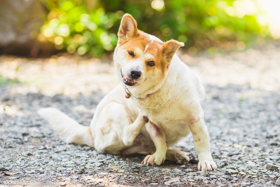 犬にもニキビができる？膿皮症について原因や症状・予防法
