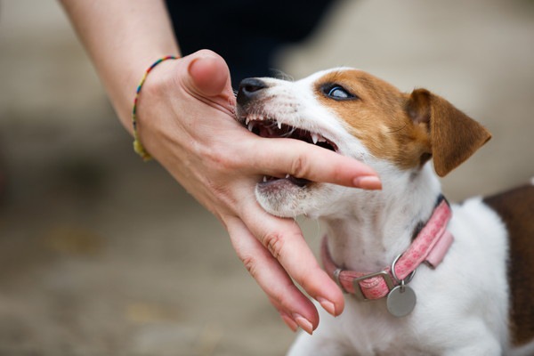 犬に噛まれたことでかかる破傷風について　症状と予防法