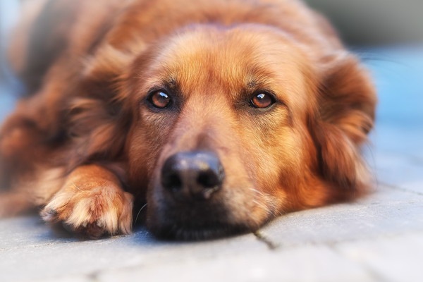 犬の乳腺炎とは｜原因や症状、治療法・予防法について解説