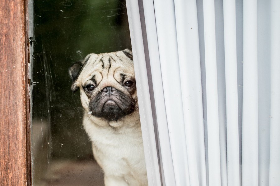 どんな心理？犬が窓から外を眺めている時に考えている５つのこと