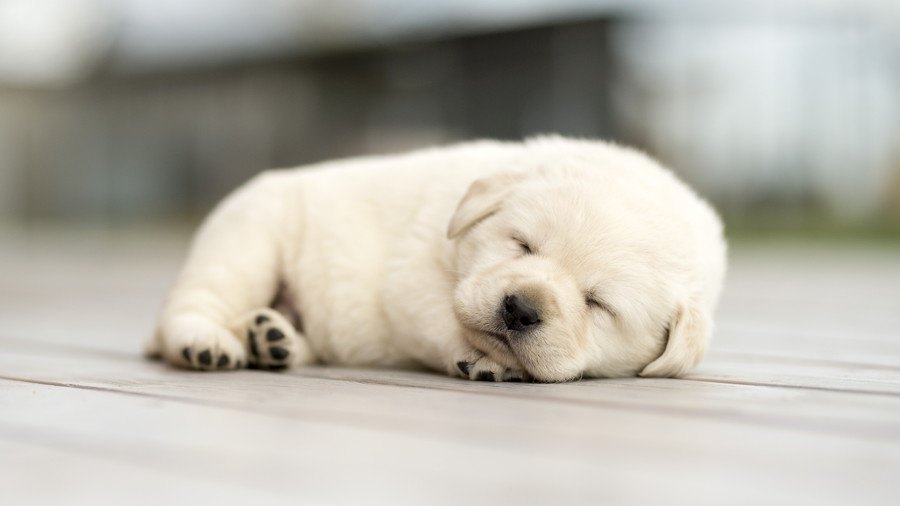 犬が寝てる時に絶対注意したい3つのこと！睡眠時間やよく眠る理由も