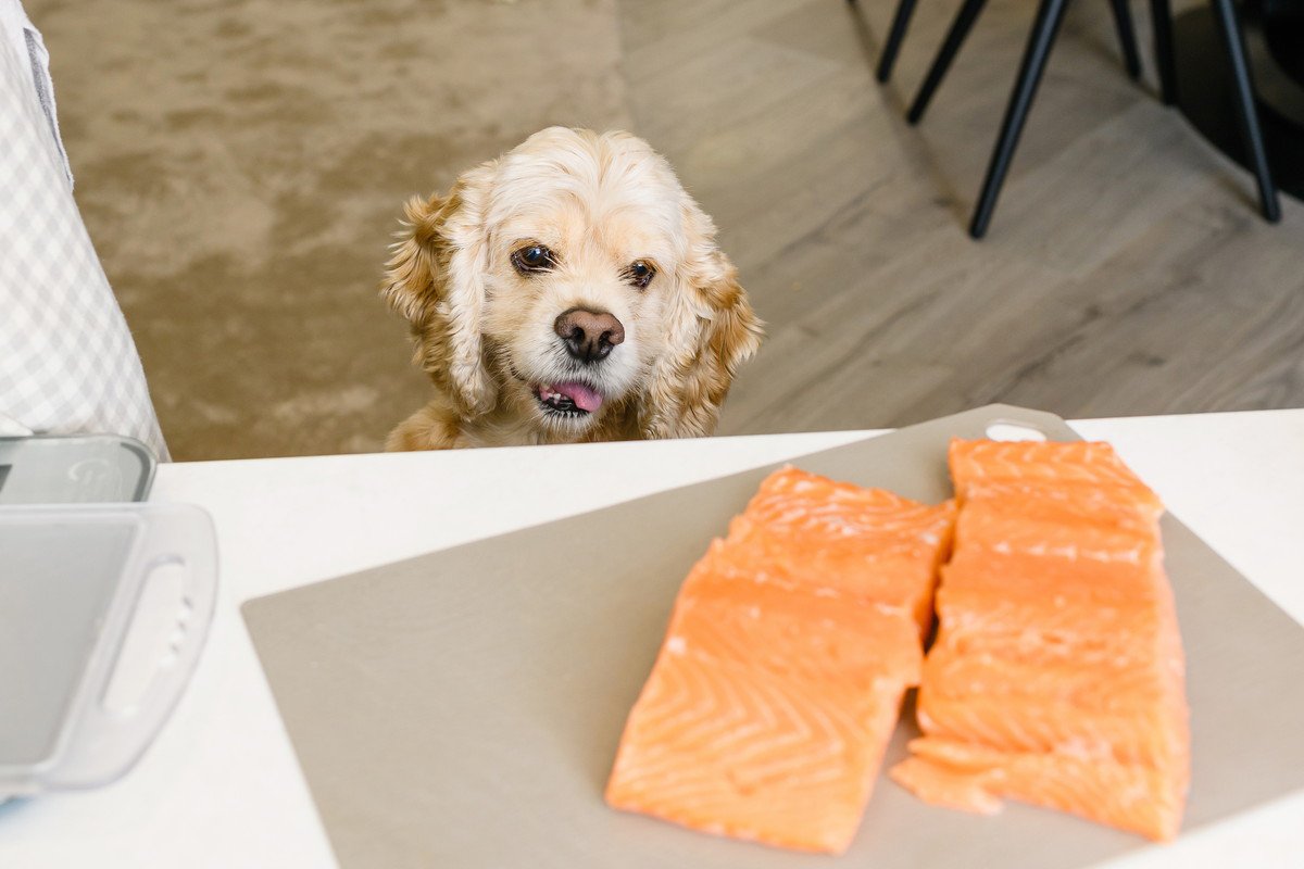 犬も食べられる「魚介類」４選！安心して与える方法と注意すべきポイント