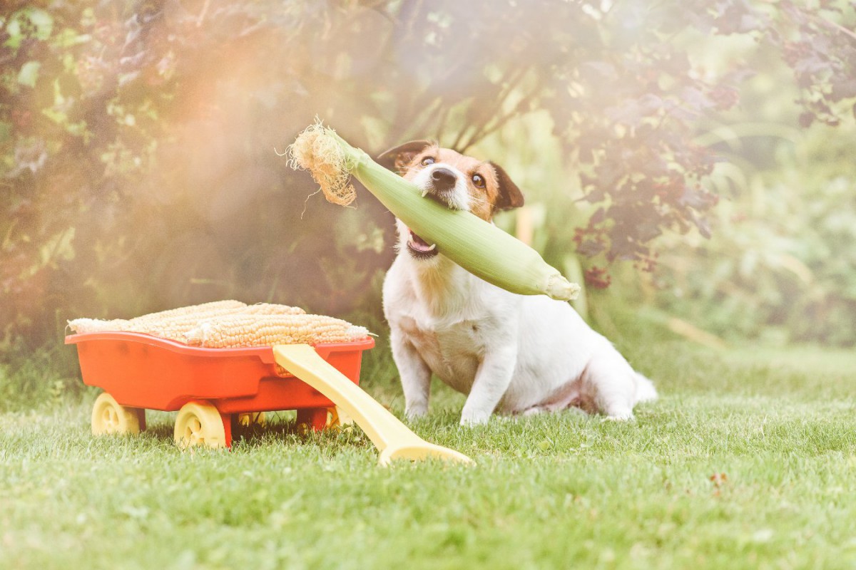 犬にとって『消化に悪い野菜』5選！与える時の目安量や下処理とは
