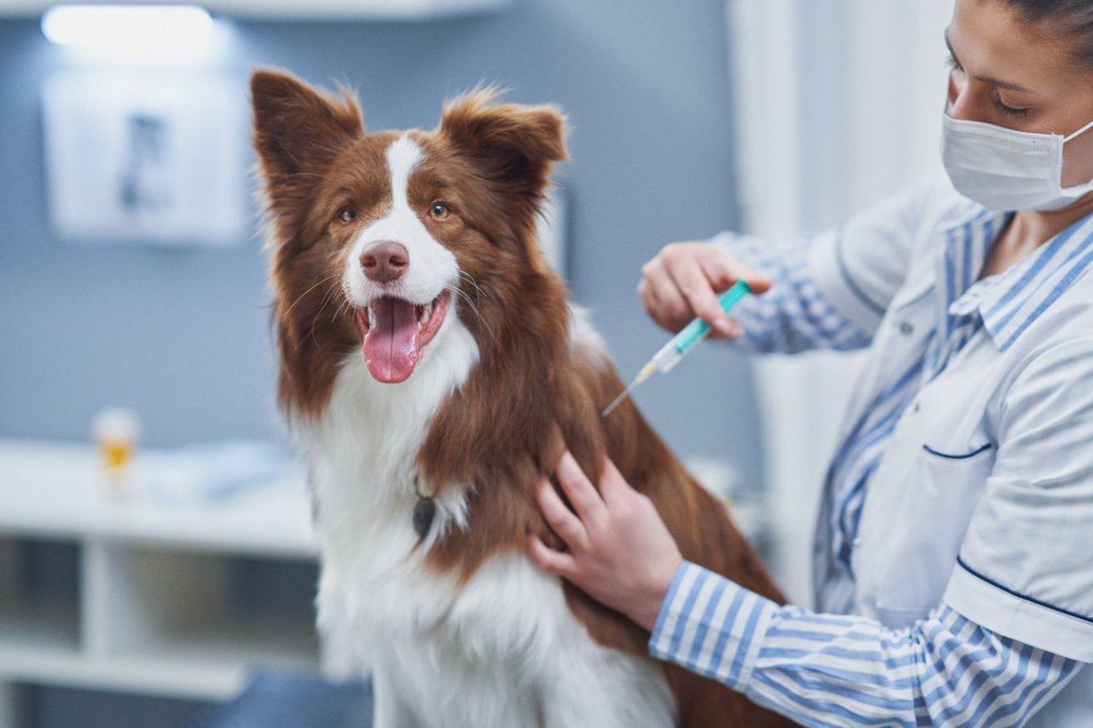 人間とペットのワクチン接種へのためらいは関連しているという調査結果