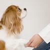 犬の病気は飼い主が防ぐ！健康を保つチェック項目