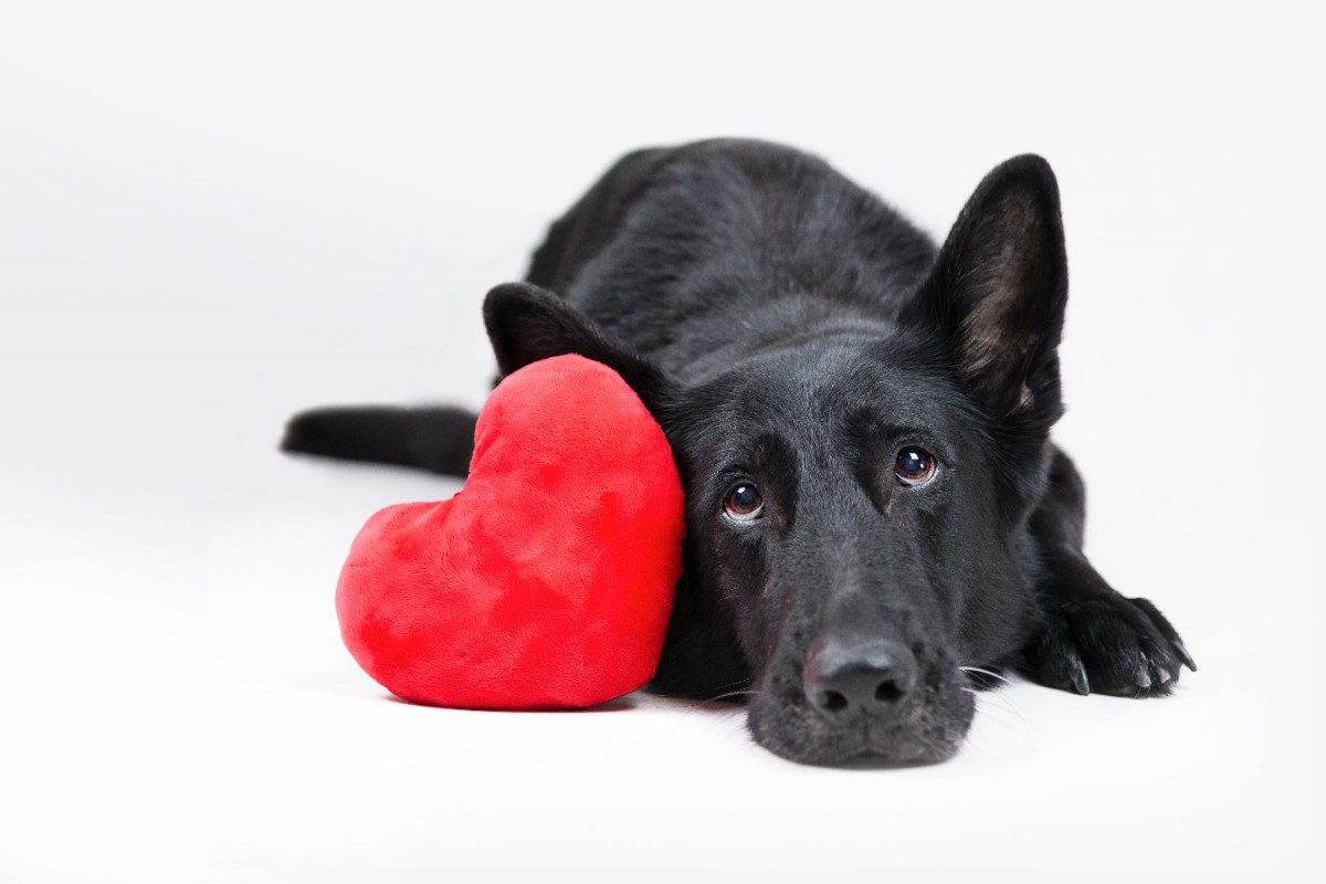 犬が不幸になる『間違った愛情表現』４選！NGな理由からおすすめの方法まで解説