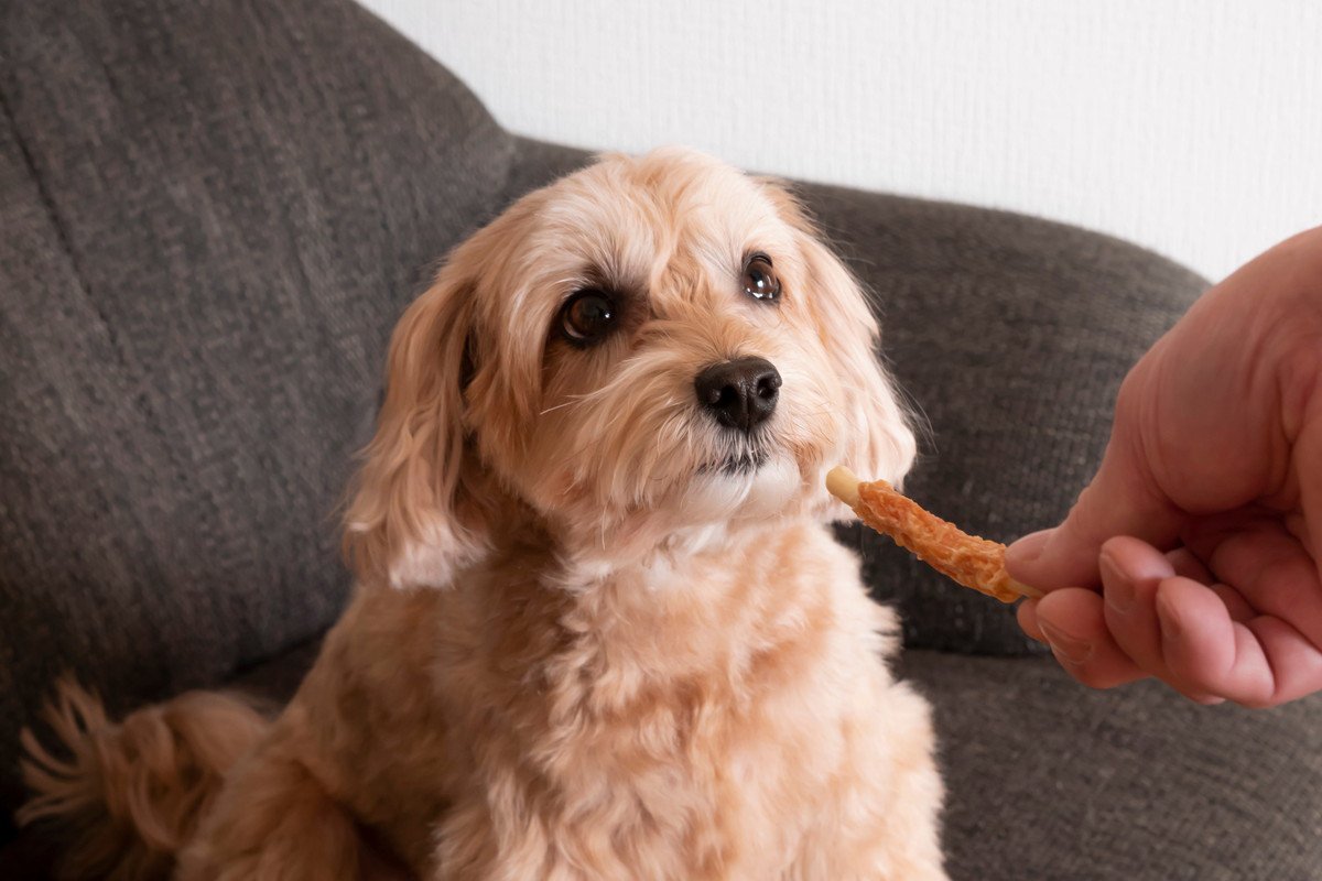 愛犬用『歯磨きガム』を与える頻度やタイミングとは？やってはいけない選び方まで解説 