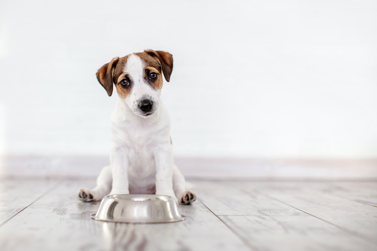 犬は『発酵食品』を食べても大丈夫？与える時の注意点やNG行為は？