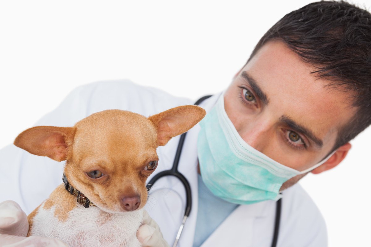 小型犬によく見られる『水頭症』の症状5 選！原因と予防法を解説