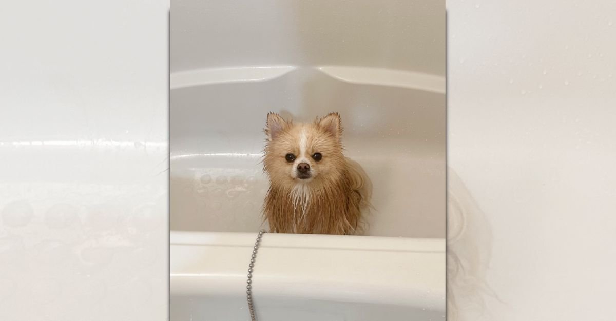 「ゆるさない」濡らされた犬の"怒り"の表情に5.4万いいね！
