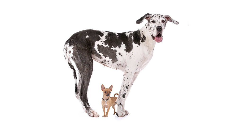 大型犬と小型犬　同じワンコ同士、なぜ寿命に差があるのでしょう？