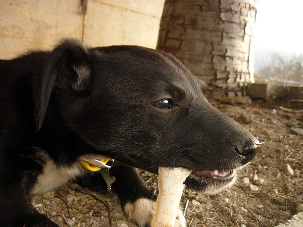 犬が噛むということ。噛み癖を直す訓練・しつけの方法
