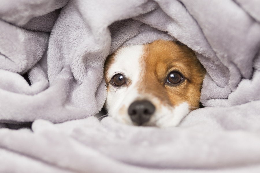 犬が寝てる時に小刻みに震えるのはなぜ？３つの理由を解説！