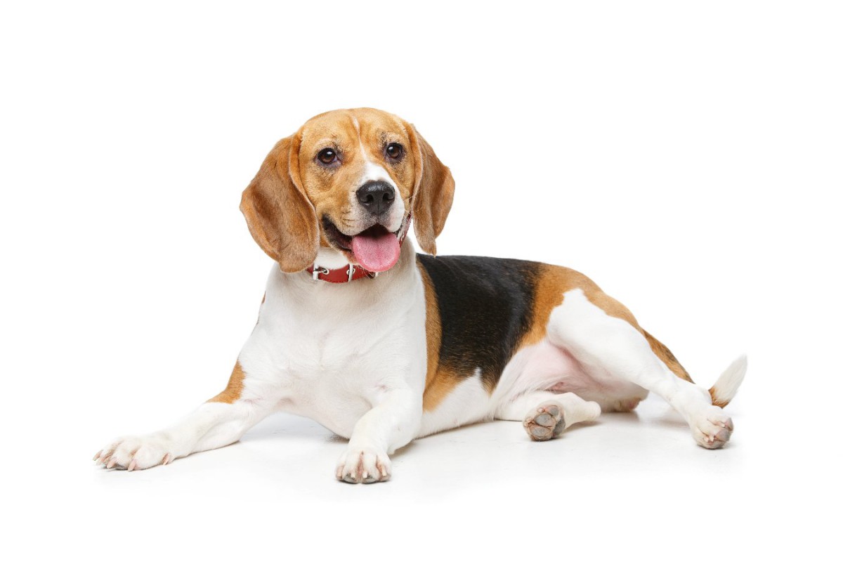 家庭犬と研究室の犬、同じものを食べた時の腸内細菌叢の違いを調査