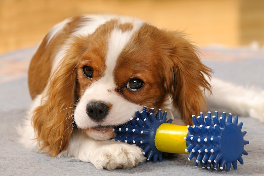 犬がおもちゃで遊んでいる時に唸る心理６つ