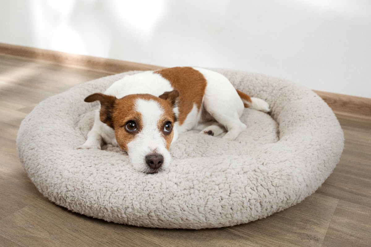 犬が不快に感じる『ベッド』の特徴4つ！居心地が悪くなってしまう理由と快眠してもらう環境づくりとは