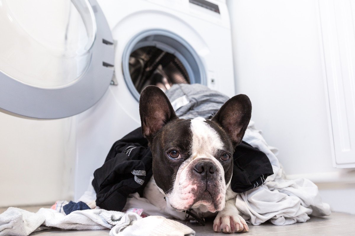 犬が『洗濯物好き』なのはなぜ？4つの理由や洗濯物の上で寝てしまうときの心理とは