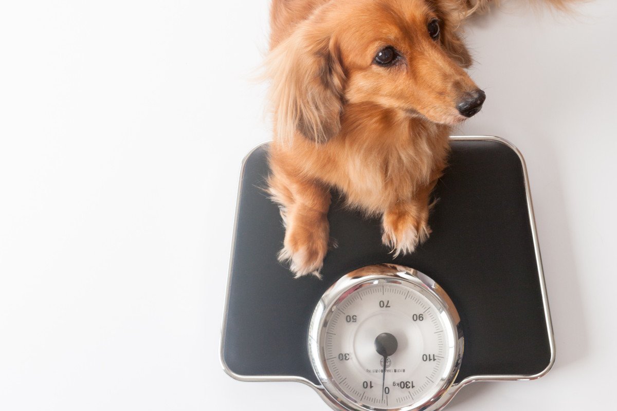 犬をすぐ太らせてしまう飼い主の特徴３選！寿命が縮まるケースも？