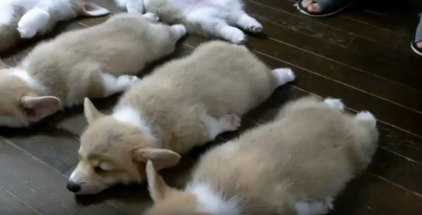 可愛すぎて言葉が出ない・・集団で寝るコーギーの子犬たち
