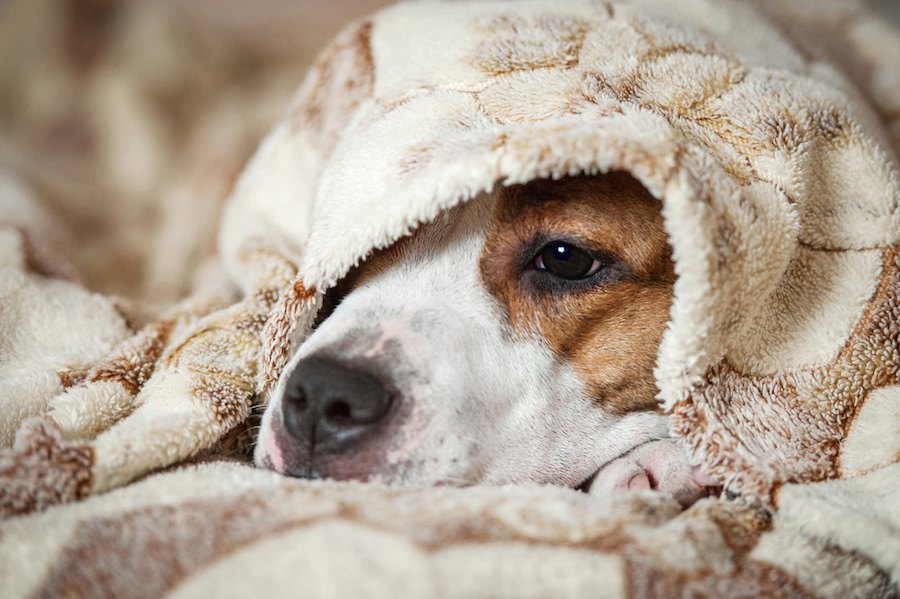 犬の三大死亡原因といわれる病気による「嗅覚の変化」とは