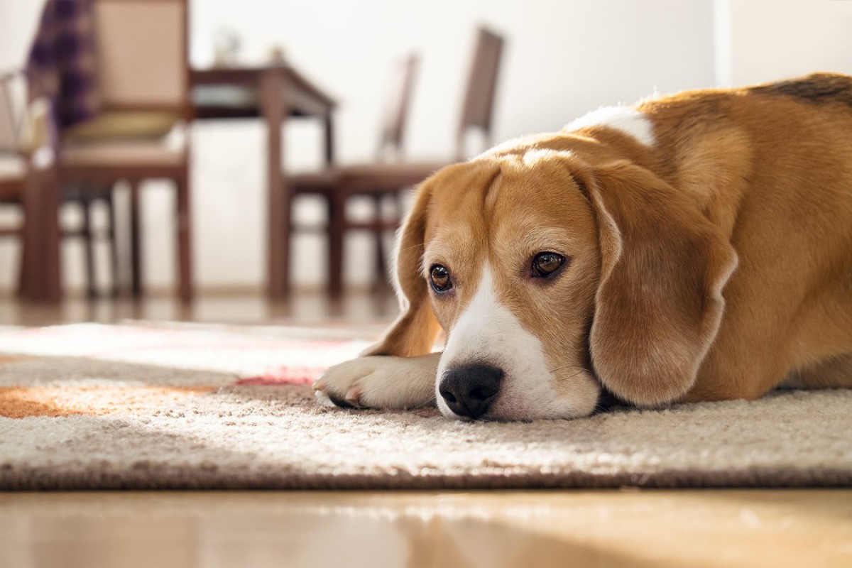 『我慢をしてしまう性格の犬』の特徴3つ！ストレスを与えないために意識すべきこと