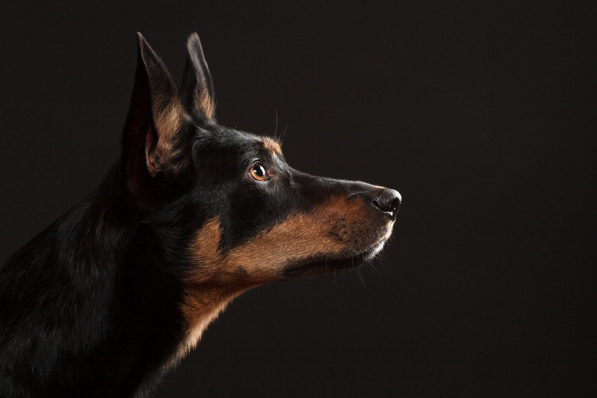 犬の目は『カメラのフラッシュ』で失明する？撮る前に必ず知っておくべき危険性とは？ 