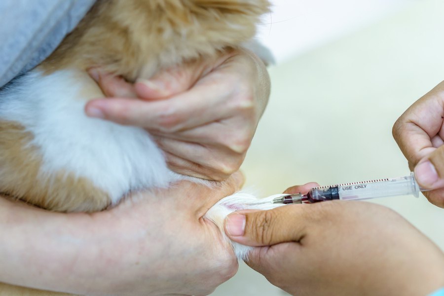 医薬品臨床試験に使われる犬の安楽死を減少させるための研究がスタート！