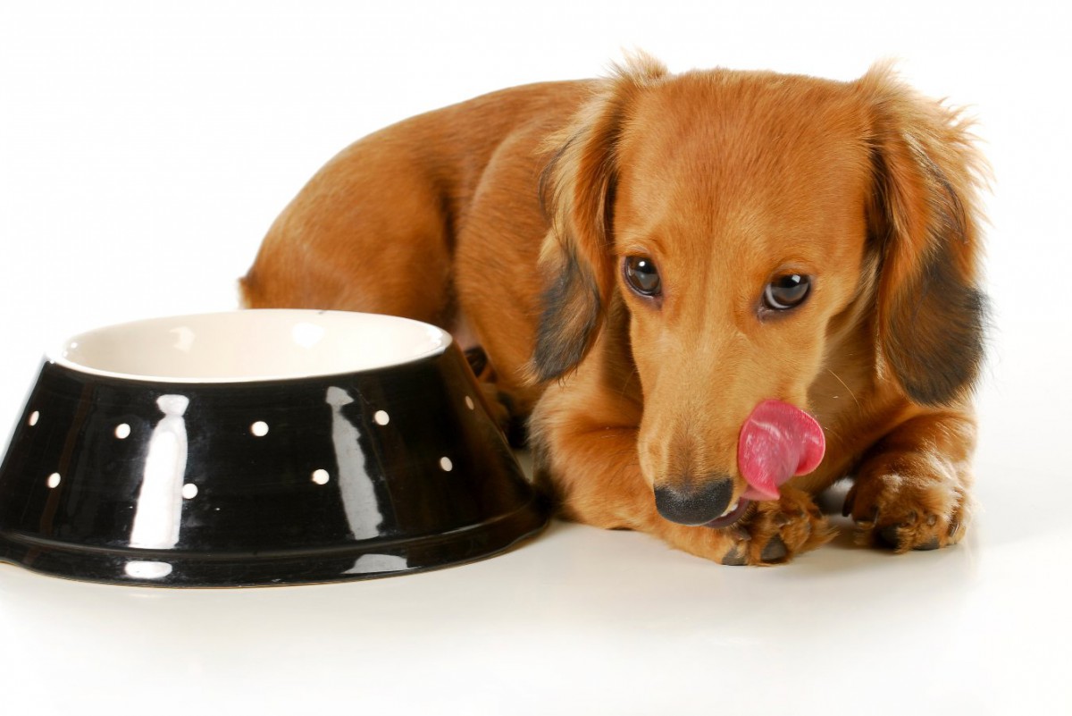 犬が「お腹いっぱいの時」に見せるサイン3選！食べさせ過ぎない対策は？