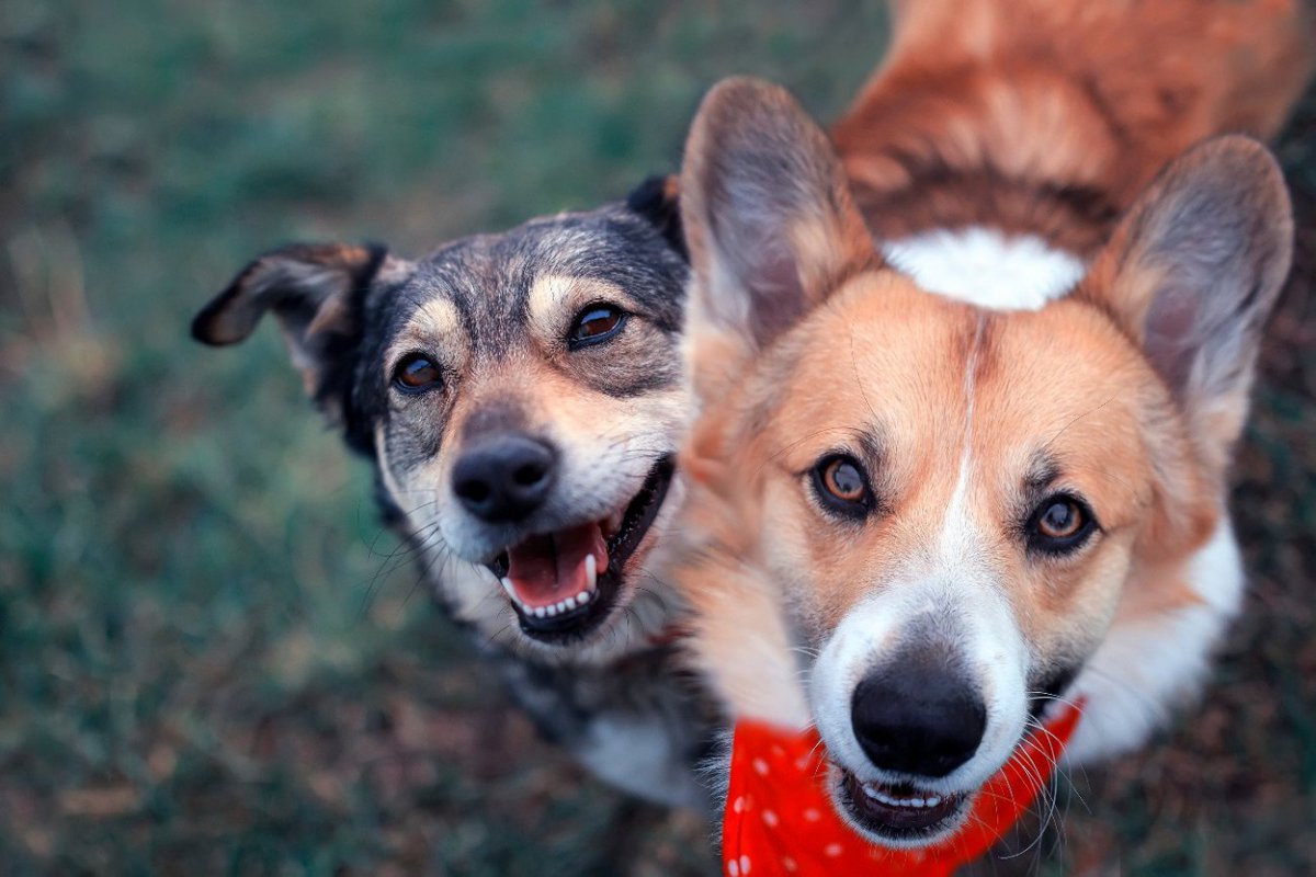 家庭内で同居する犬たちの間の順位を評価するための研究結果【ハンガリー】