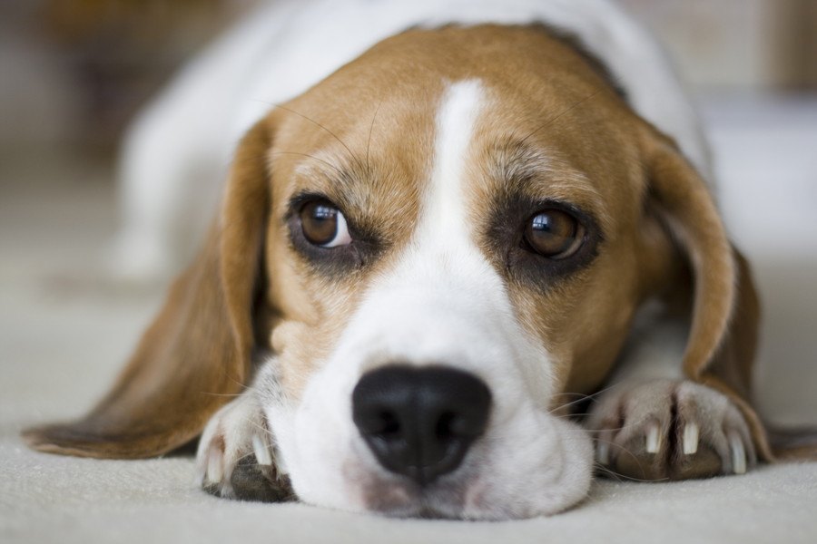 犬がウンチを食べてしまう心理３選！どうやって対処するのが正しい？