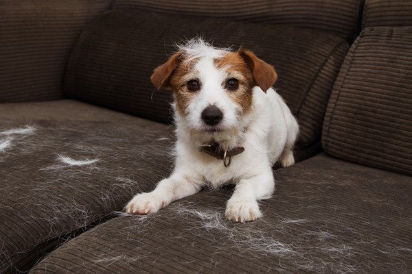 犬の静電気を防ぐ５つの対策！発生する原因とペットへの悪影響とは？