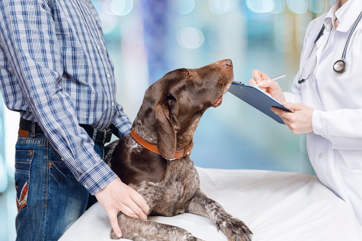 犬の死亡原因一位の『がん』　5つの種類やそれぞれの初期症状に「定期健診いこう」「日頃の観察が大切だ」
