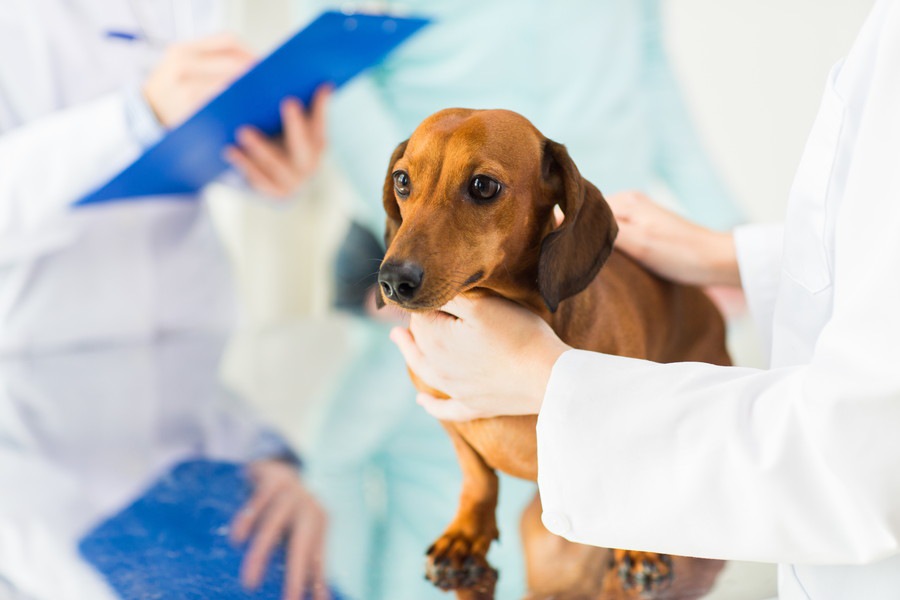 犬の炎症性腸疾患（IBD）┃原因や症状、治療法やかかりやすい犬種