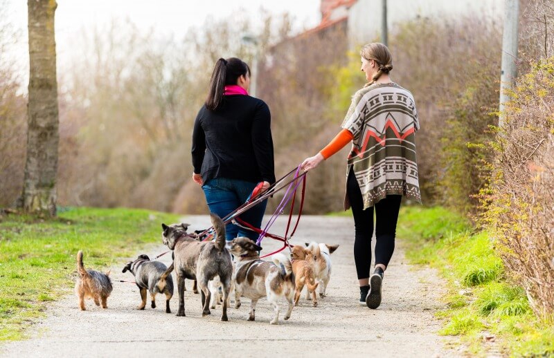 犬の散歩代行アルバイトとは？給与や仕事の流れ、探し方など