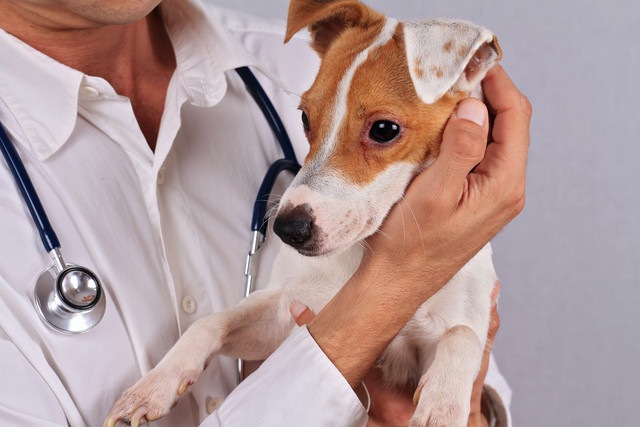 動物病院での犬のストレスを和らげる簡単な方法が研究で明らかに！